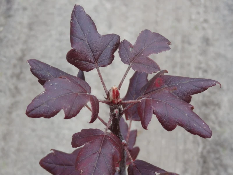 Dreilappiger Zierapfel (Malus trilobata)