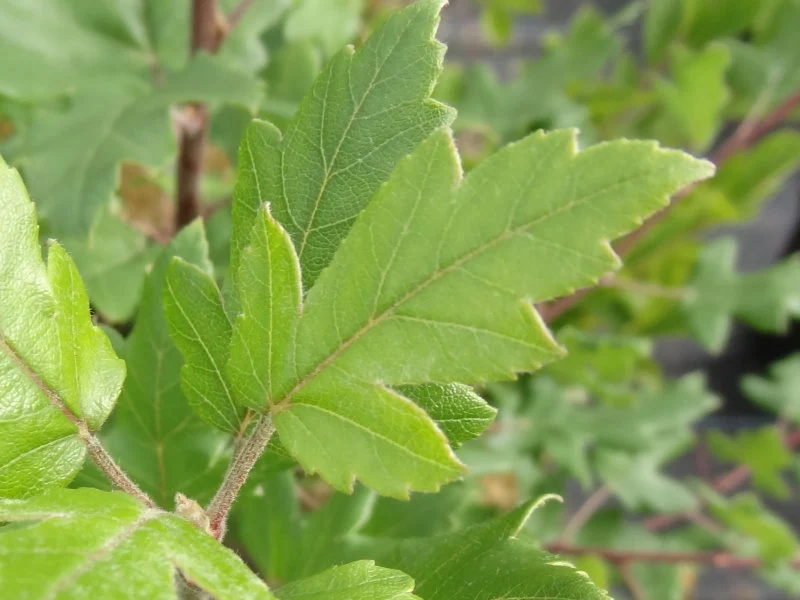 Dreilappiger Zierapfel (Malus trilobata)