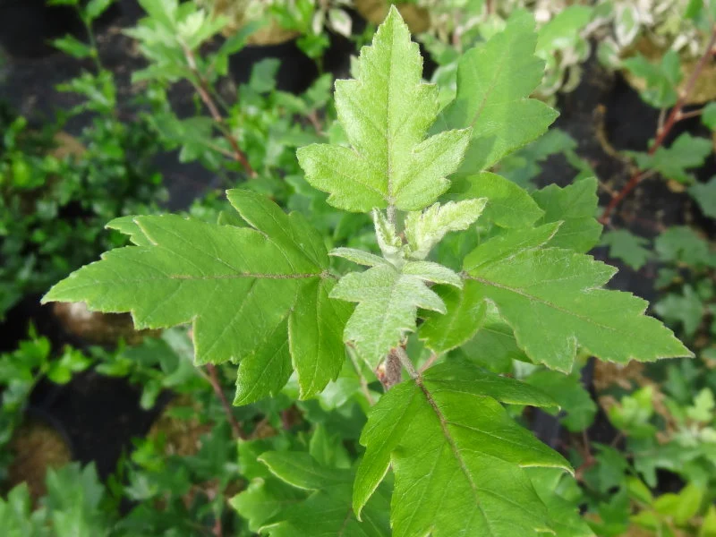 Dreilappiger Zierapfel (Malus trilobata)