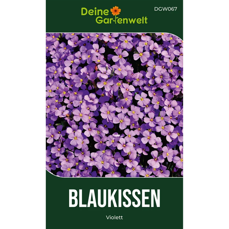 Blaukissen Violett Saatgut