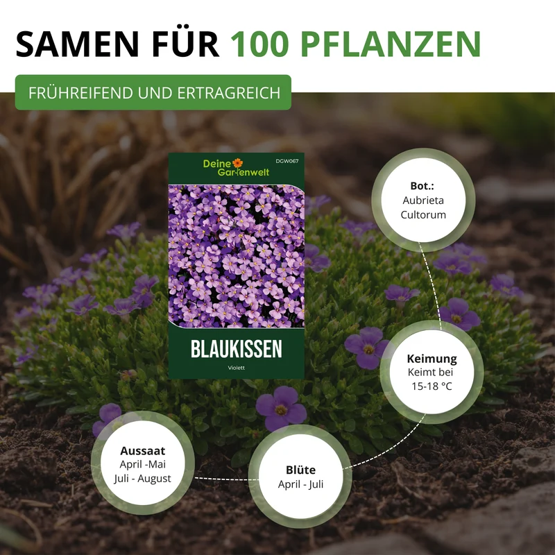 Blaukissen Violett Saatgut