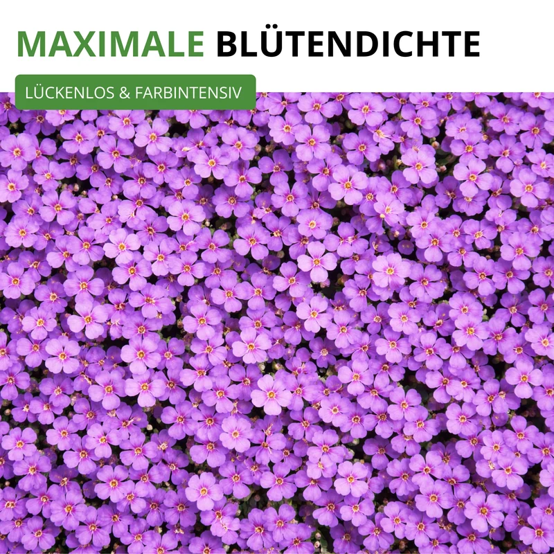 Blaukissen Violett Saatgut