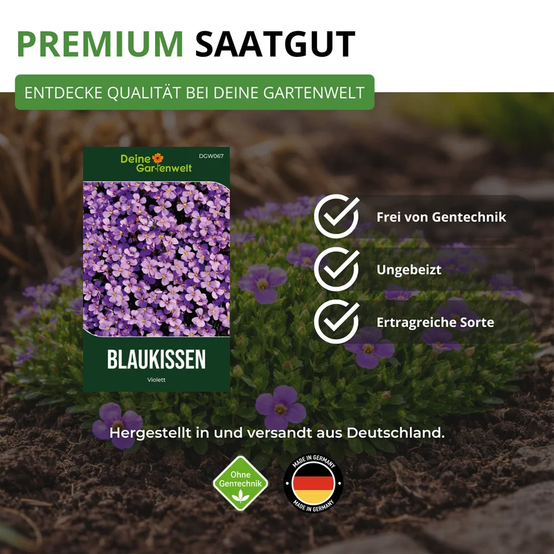 Blaukissen Violett Saatgut