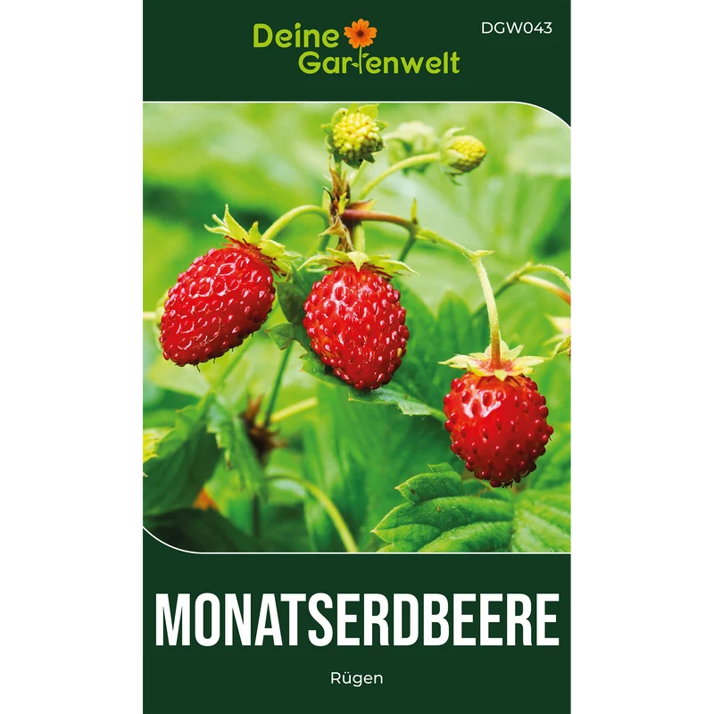 Monatserdbeeren Rügen Saatgut