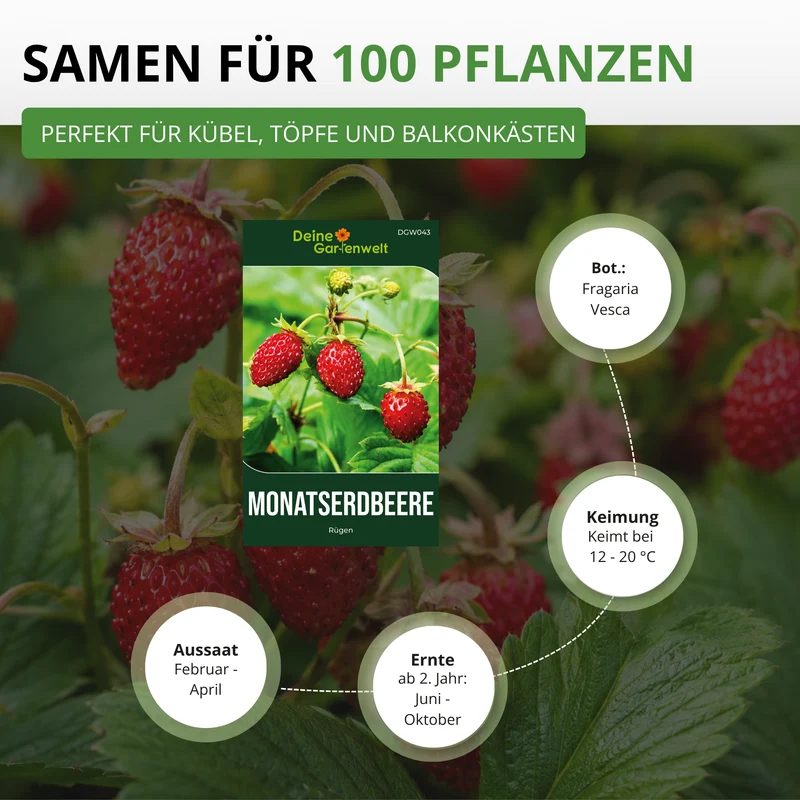 Monatserdbeeren Rügen Saatgut