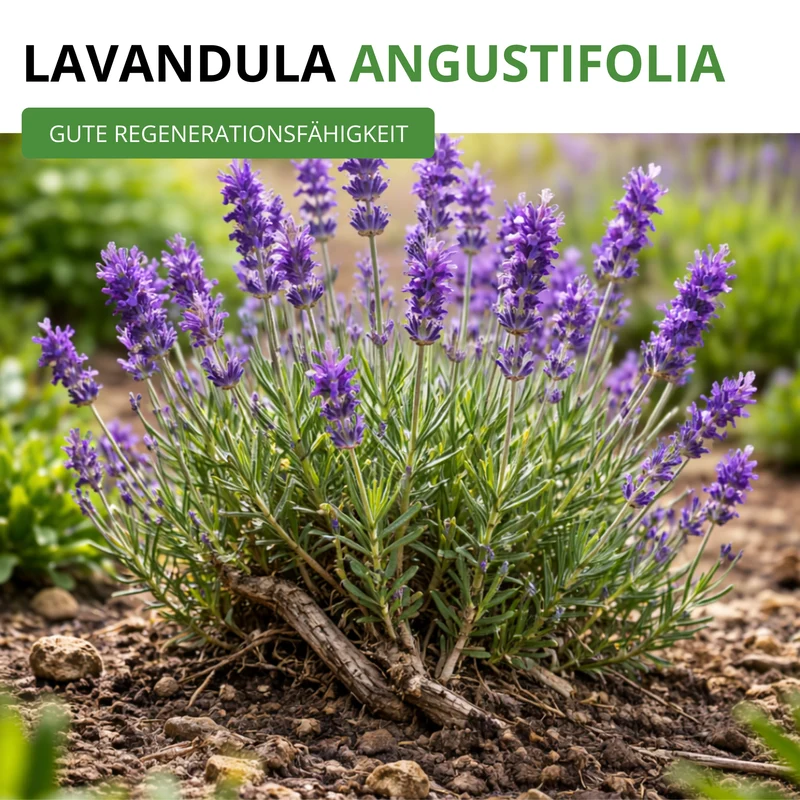 Lavendel Echter Saatgut