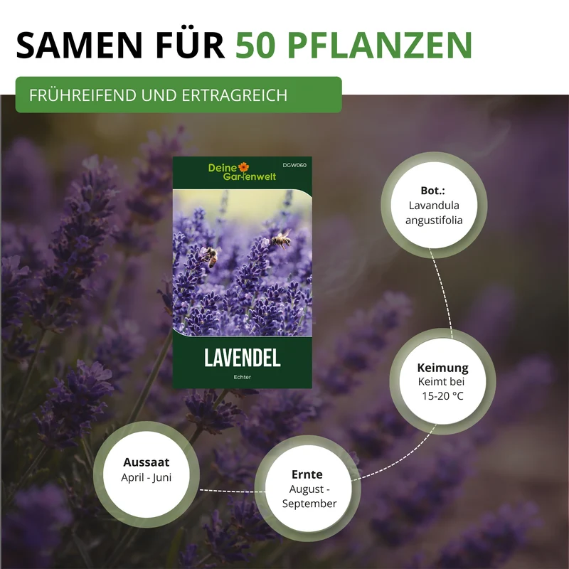 Lavendel Echter Saatgut
