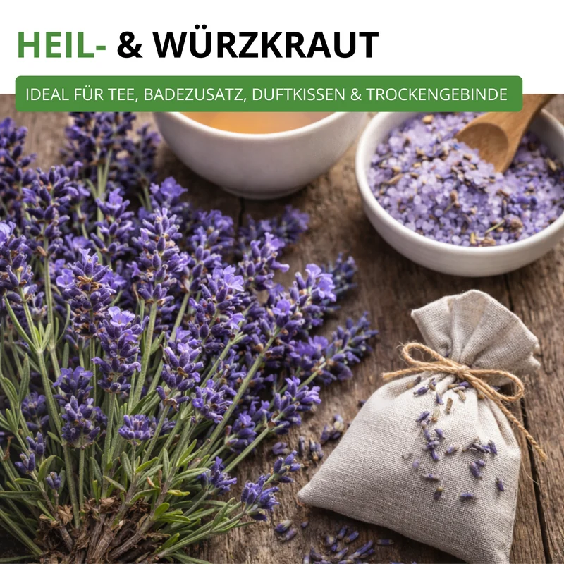 Lavendel Echter Saatgut