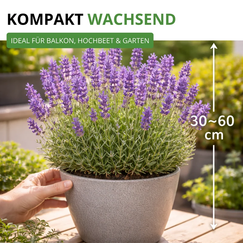 Lavendel Echter Saatgut