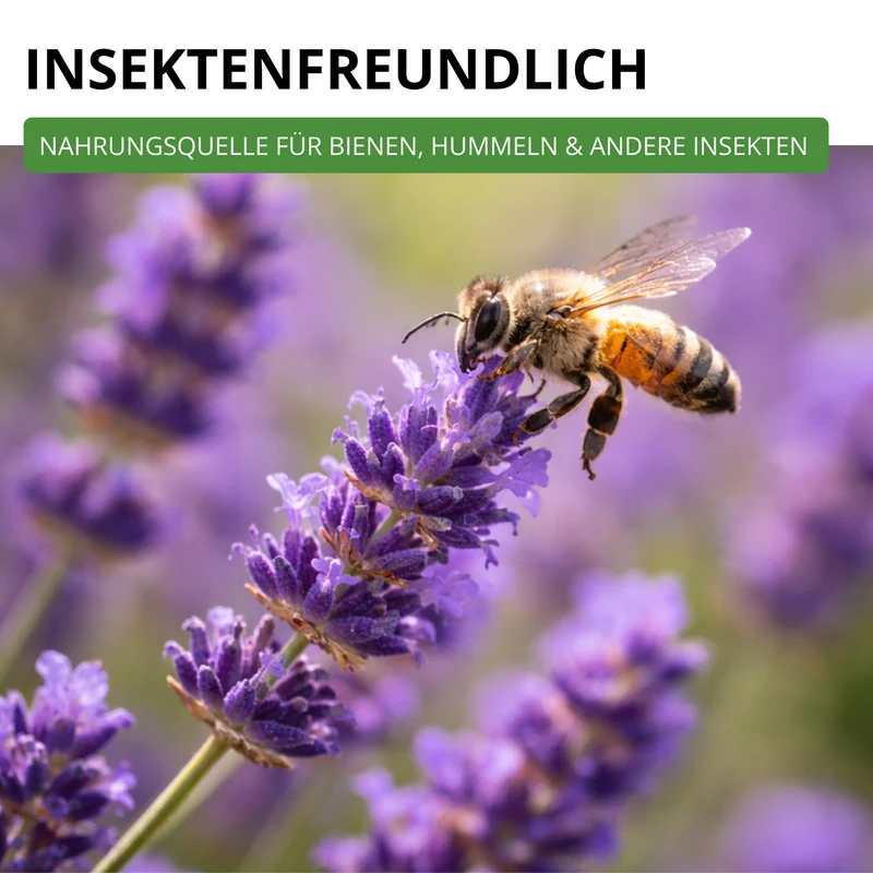 Lavendel Echter Saatgut