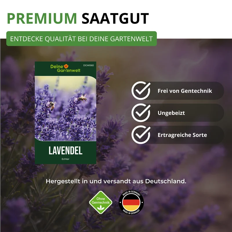 Lavendel Echter Saatgut