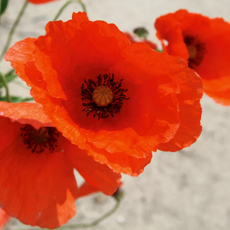 Klatsch Mohn rot Saatgut