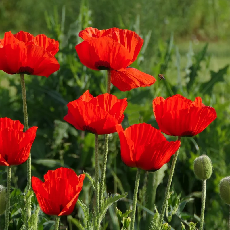 Klatsch Mohn rot Saatgut