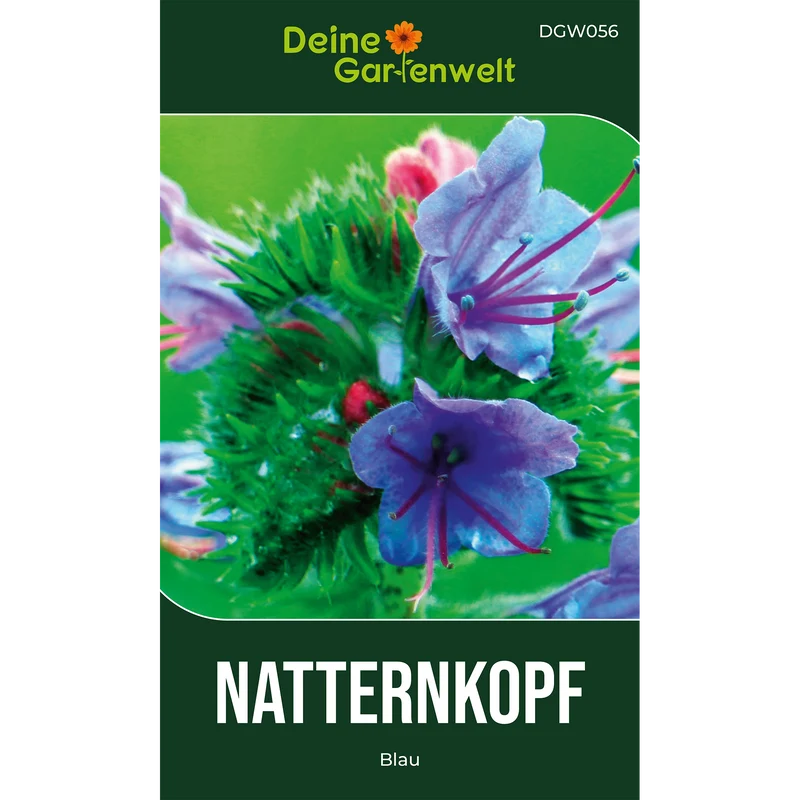 Natternkopf blau Saatgut
