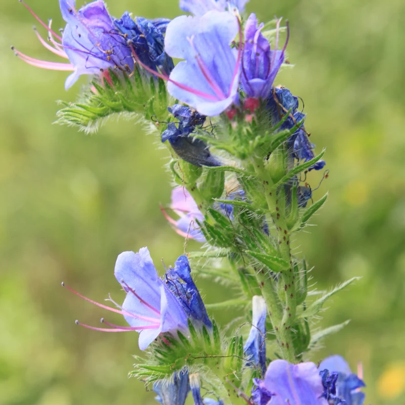 Natternkopf blau Saatgut
