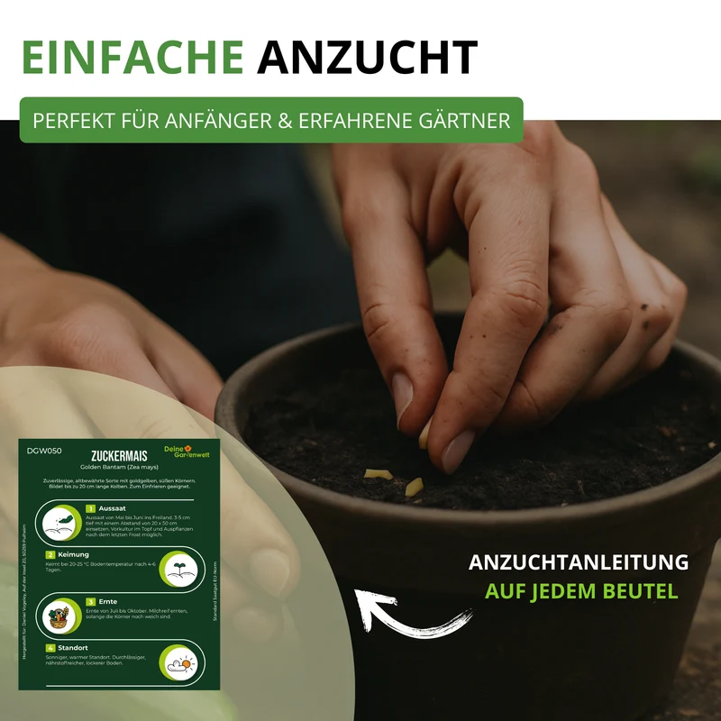 Zuckermais Golden Bantam Saatgut
