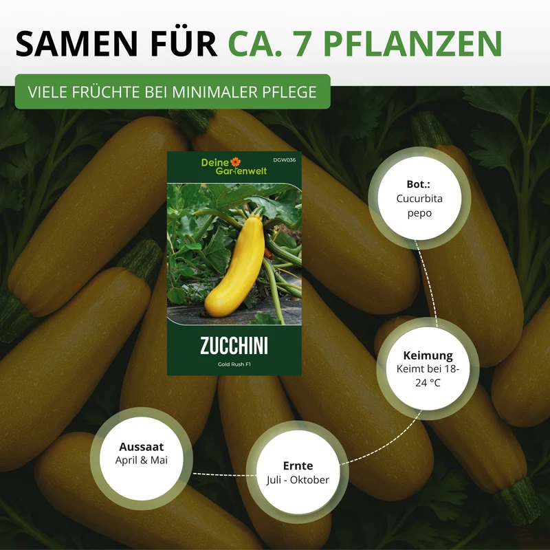 Zucchini Gold Rush F1 Saatgut