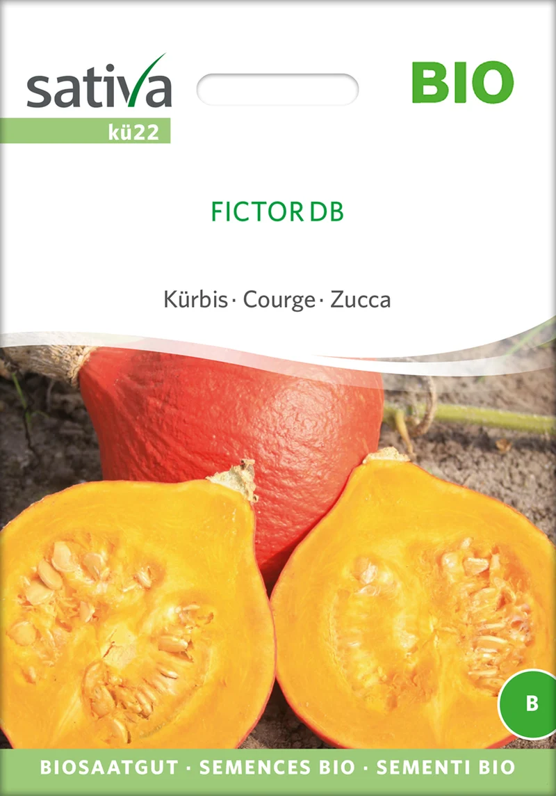 Kürbis Fictor DB | BIO Kürbissamen von Sativa Rheinau