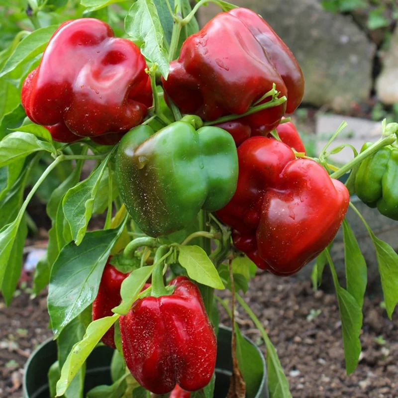 Paprika Quadrato d'Asti rosso Samen MHD 06/27