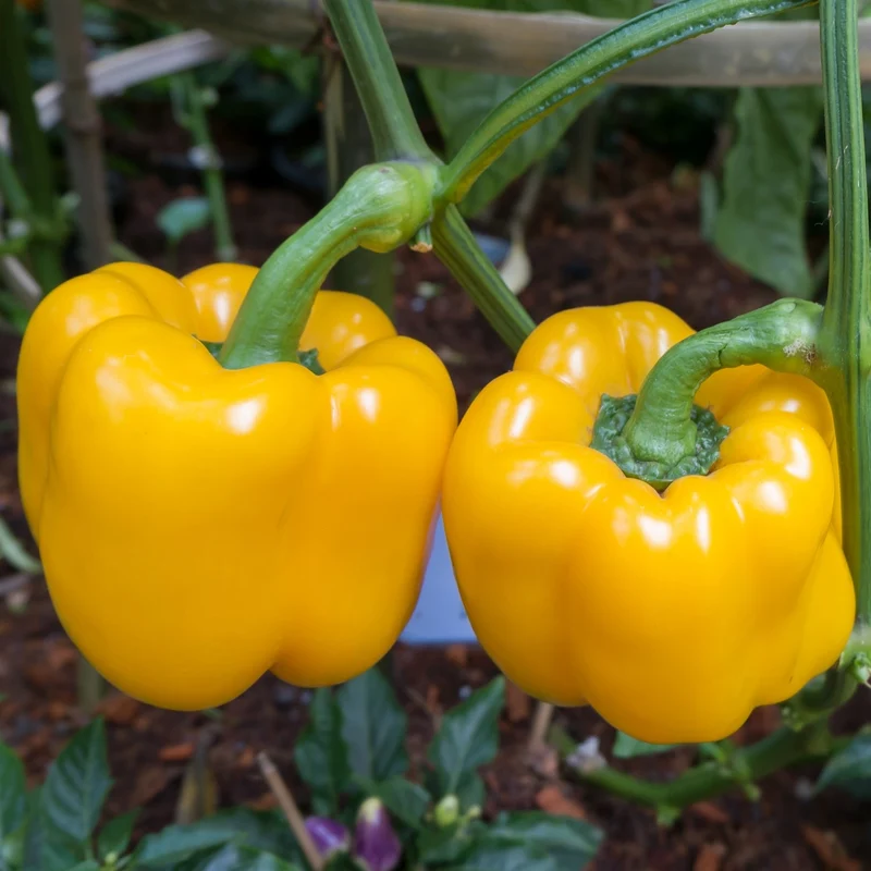 Paprika Yellow California Wonder Samen