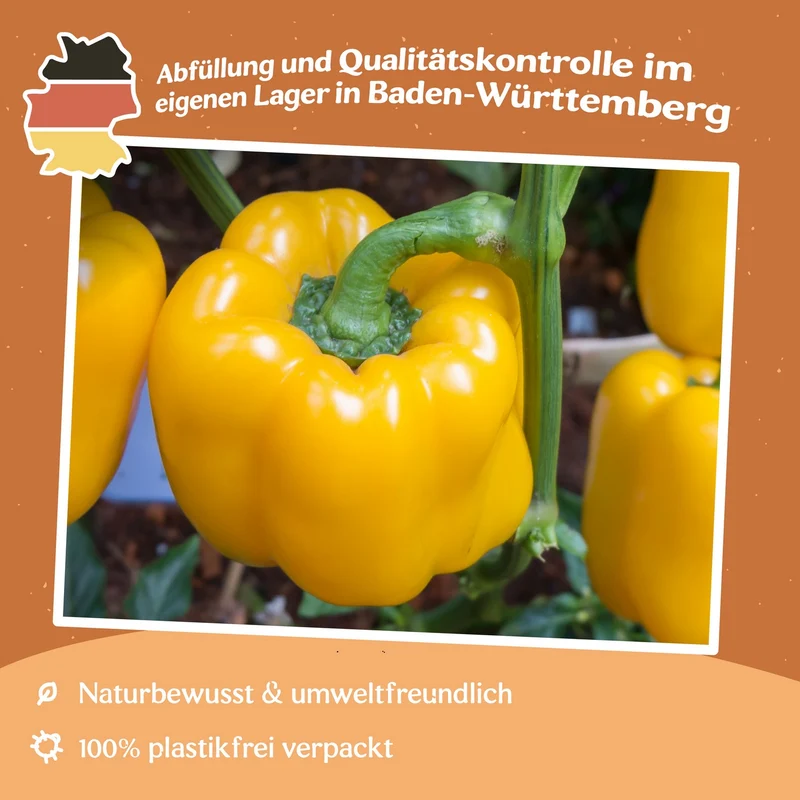 Paprika Yellow California Wonder Samen