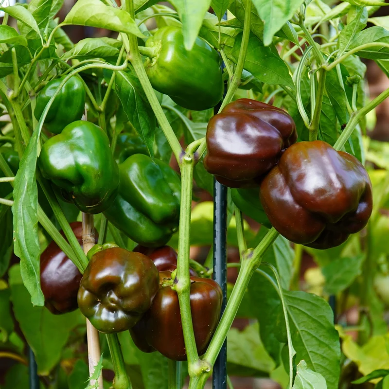 Paprika Sweet Chocolate Samen