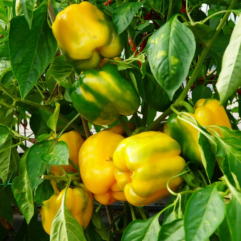 Paprika Goldenstar F1 Samen
