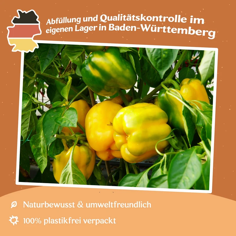 Paprika Goldenstar F1 Samen