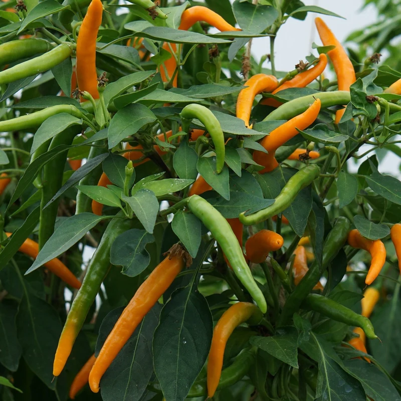 Chili Kilian Samen MHD 06/27