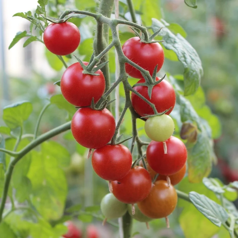 Pokusa Tomatensamen