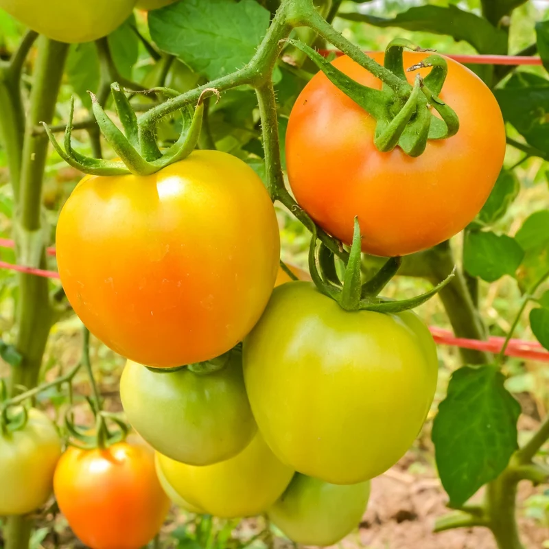 Orange Queen Tomatensamen