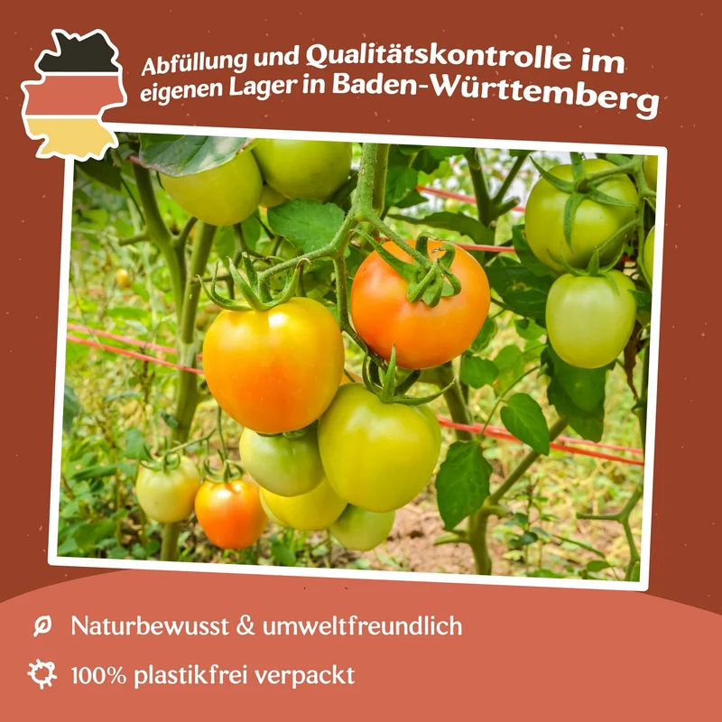 Orange Queen Tomatensamen