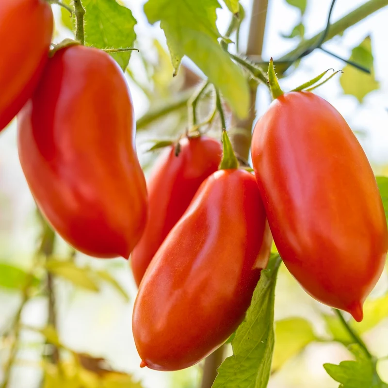 San Marzano 2 Tomatensamen