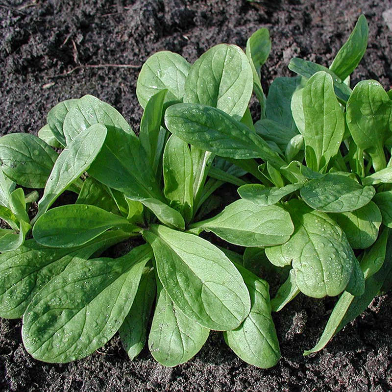 Feldsalat - Große Nordholländische