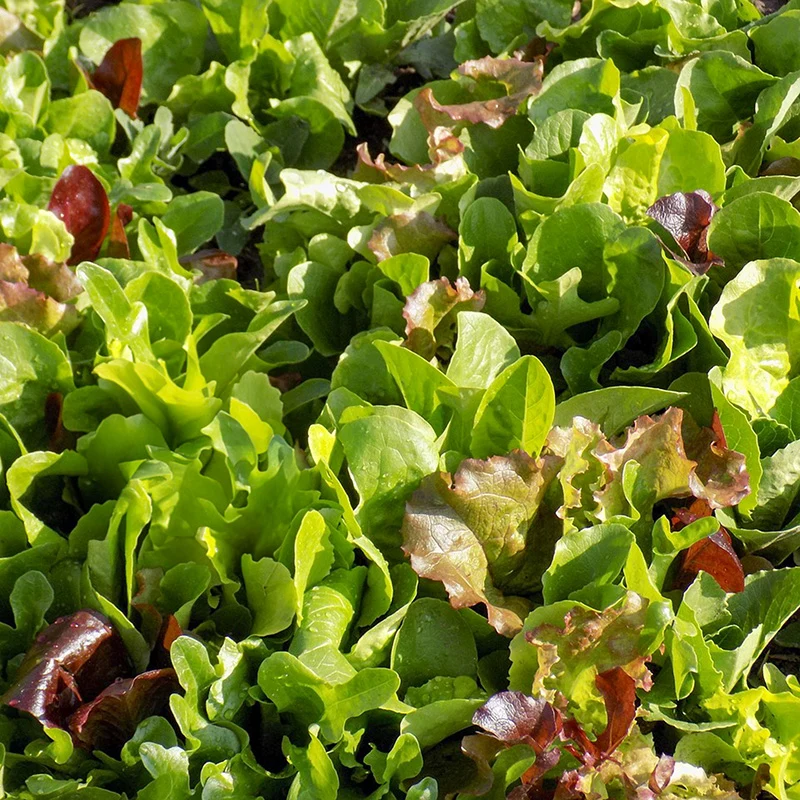 Mesclun - Puur Sla