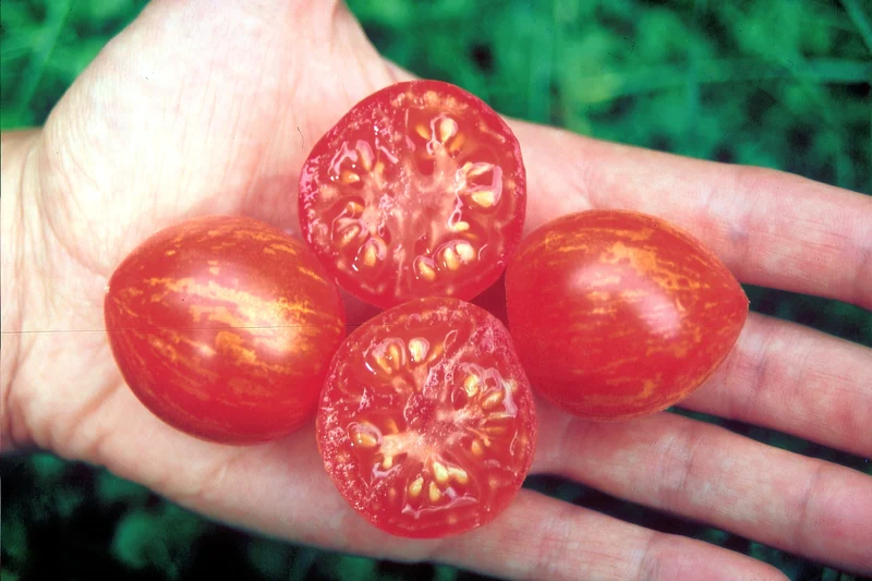 BIO Saatgut Buschtomate Fuzzy Wuzzy
