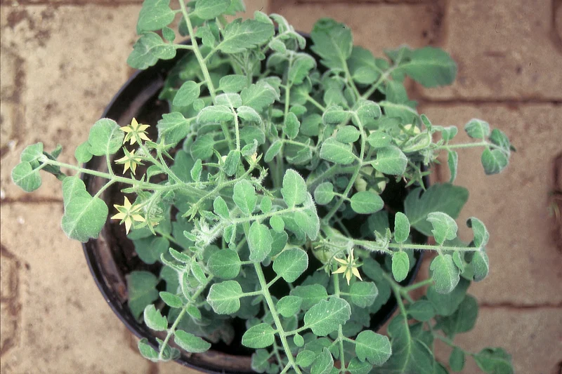 BIO Saatgut Buschtomate Fuzzy Wuzzy