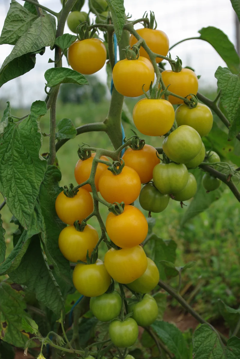 BIO Saatgut Cocktailtomate Clou