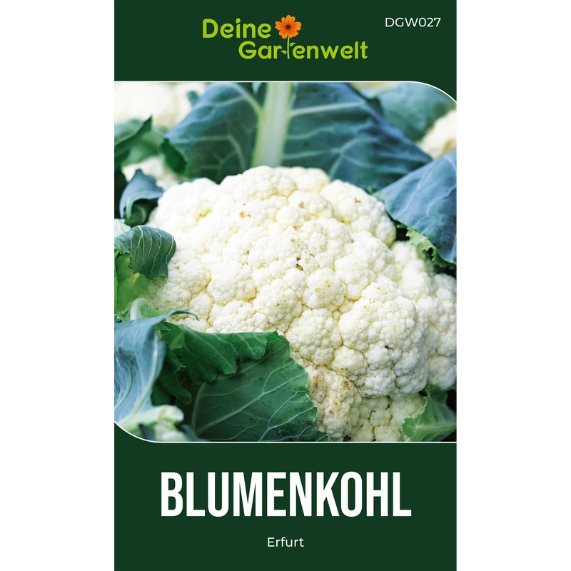 Blumenkohl Erfurt Saatgut