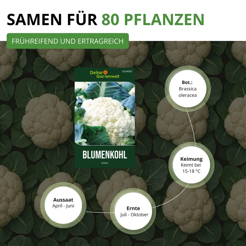 Blumenkohl Erfurt Saatgut