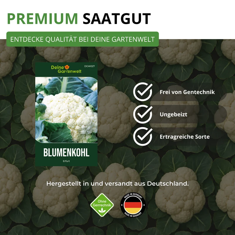 Blumenkohl Erfurt Saatgut