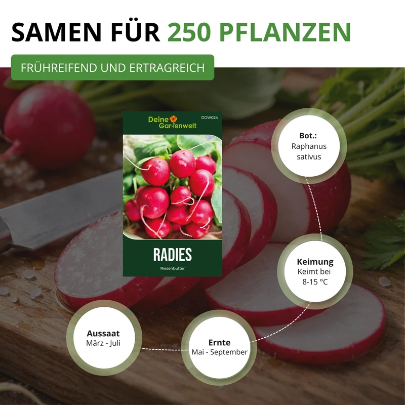 Radieschen Riesenbutter Saatgut