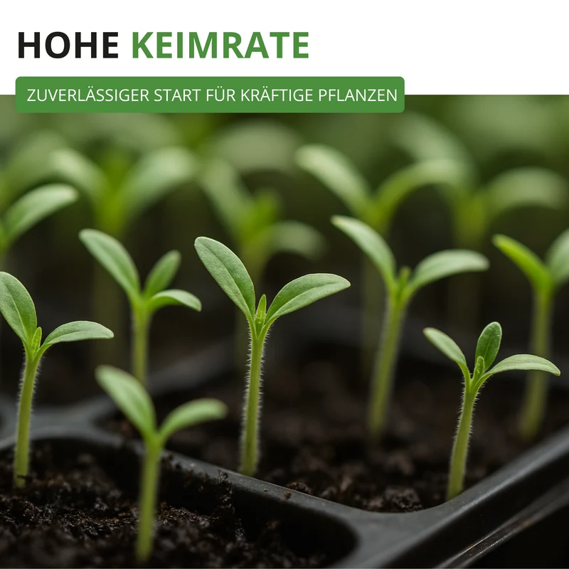 Stabtomate Tamina Saatgut