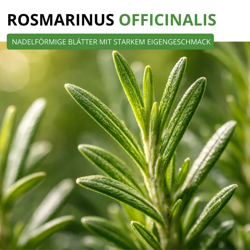 Rosmarin Saatgut