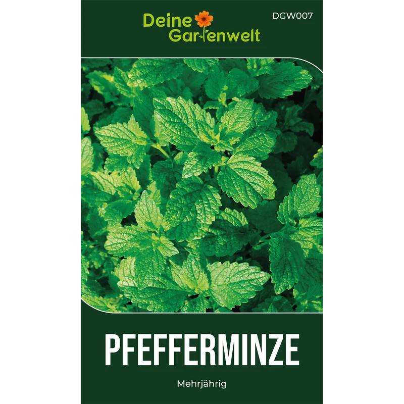 Pfefferminze Saatgut