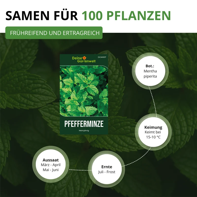 Pfefferminze Saatgut