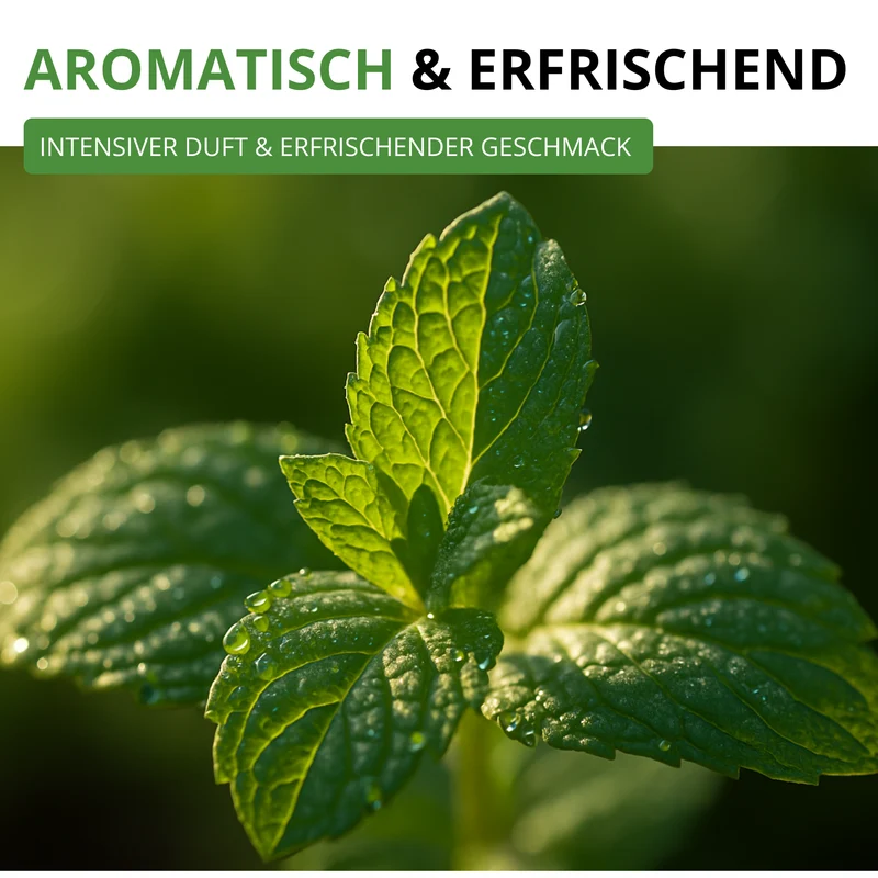 Pfefferminze Saatgut