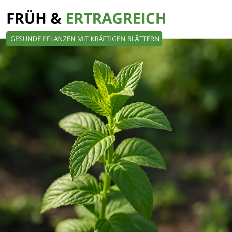 Pfefferminze Saatgut