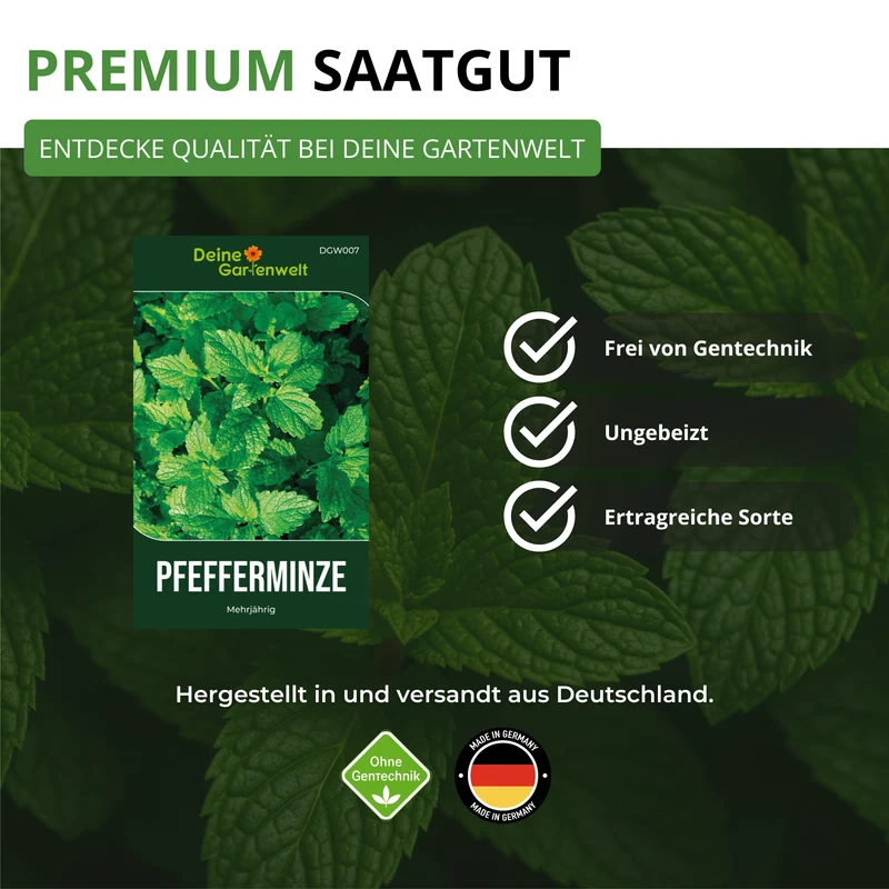 Pfefferminze Saatgut