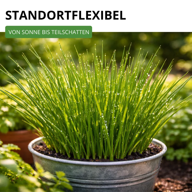 Schnittlauch Medium Leaf Saatgut